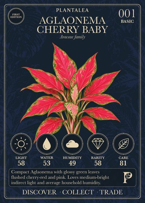 Aglaonema Cherry Baby card 001 showing Light 58