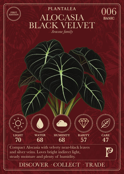 Alocasia Black Velvet card 006 showing Light 70