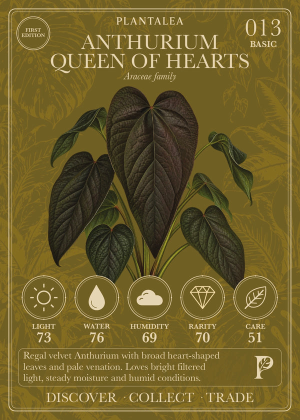 View card 013