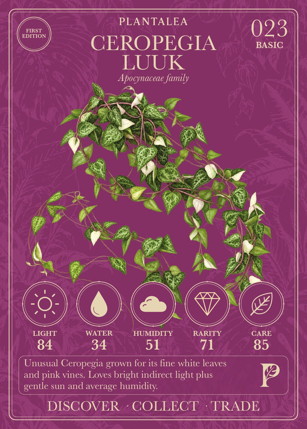View card 023