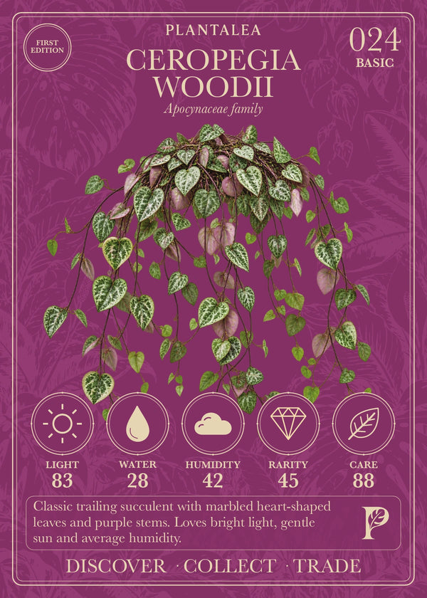 View card 024