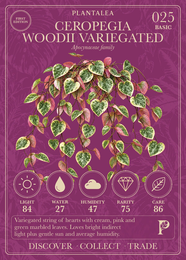 View card 025