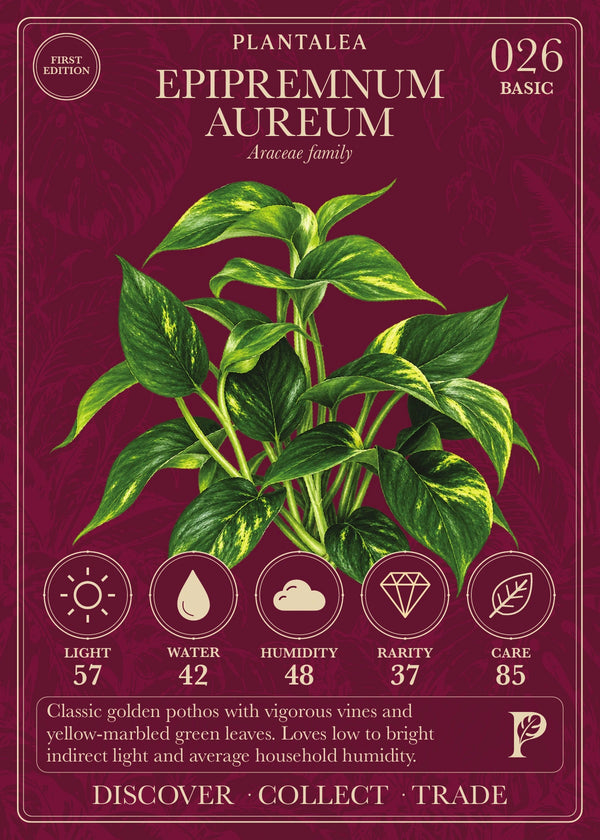 View card 026