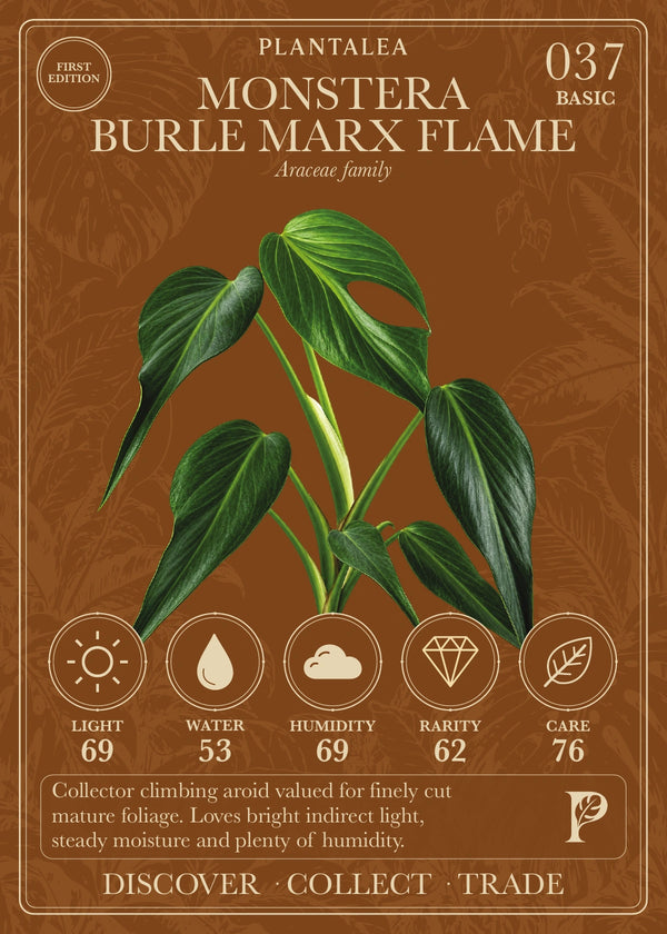 View card 037