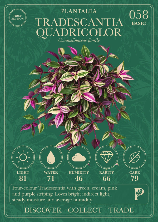 View card 058