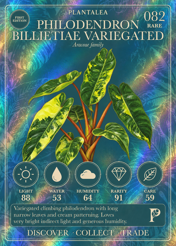 View card 082
