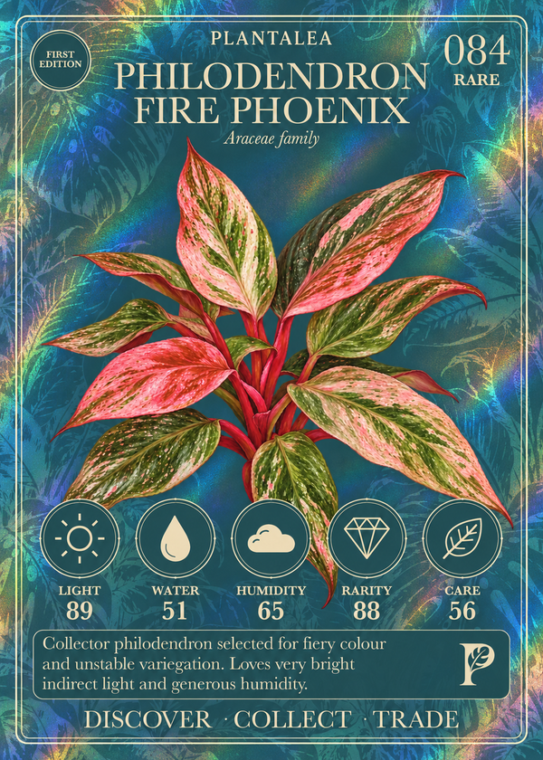 View card 084